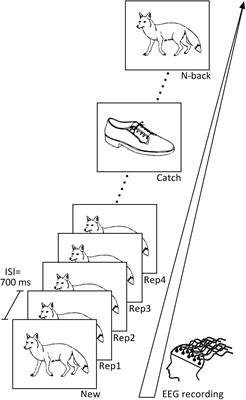 Rapid Sequential Implication of the Human Medial Temporal Lobe in Memory Encoding and Recognition